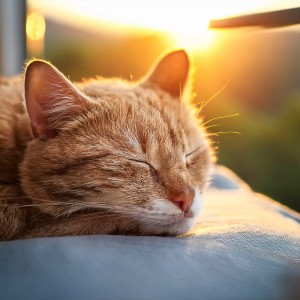 ดาวน์โหลดและฟังเพลง Tranquila Noche De Gato Tranquila พร้อมเนื้อเพลงจาก Música para Terapia Felina