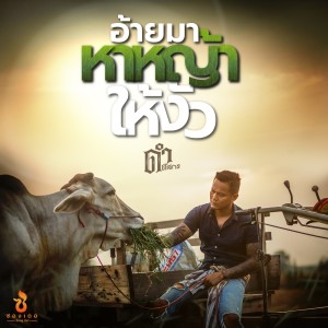 อัลบัม อ้ายมาหาหญ้าให้งัว - Single ศิลปิน ดำ ดัสกร