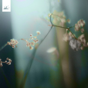 Listen to Chimes song with lyrics from STARLIGHT EXSERT