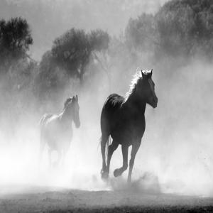 收聽Daniel Luthjohn的Wild Horses歌詞歌曲