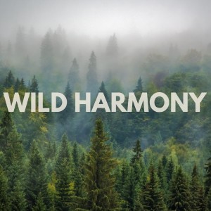 收聽Spa Station的Wild Harmony歌詞歌曲