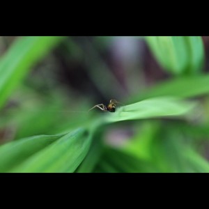 ดาวน์โหลดและฟังเพลง Longlife พร้อมเนื้อเพลงจาก Amazing Spa Music