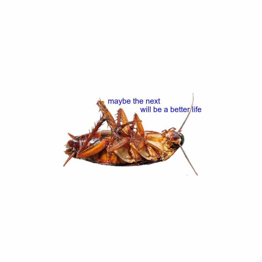 Cockroach (Explicit)