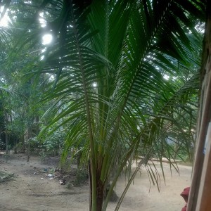 Album Bernyanyi from Faul