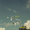 default album img