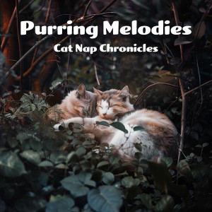 Purring Melodies: Cat Nap Chronicles