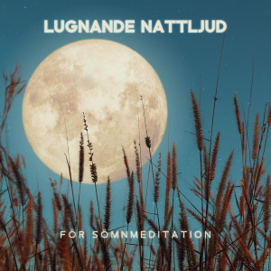 Album Lugnande nattljud för sömnmeditation (Avkopplande omgivande musik med syrsor, Vind och vattenljud) from Lugn Spa Akademi