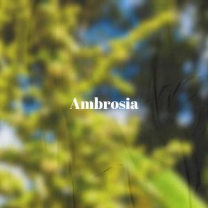 Listen to Ambrosia song with lyrics from Wina Coki