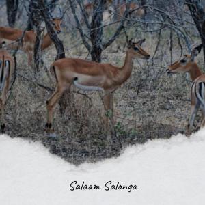 Album Salaam Salonga from Various