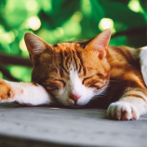 Calm Relaxing Music for Cats的專輯Cats' Relaxation Rhythms: Calm Hip Hop Beats
