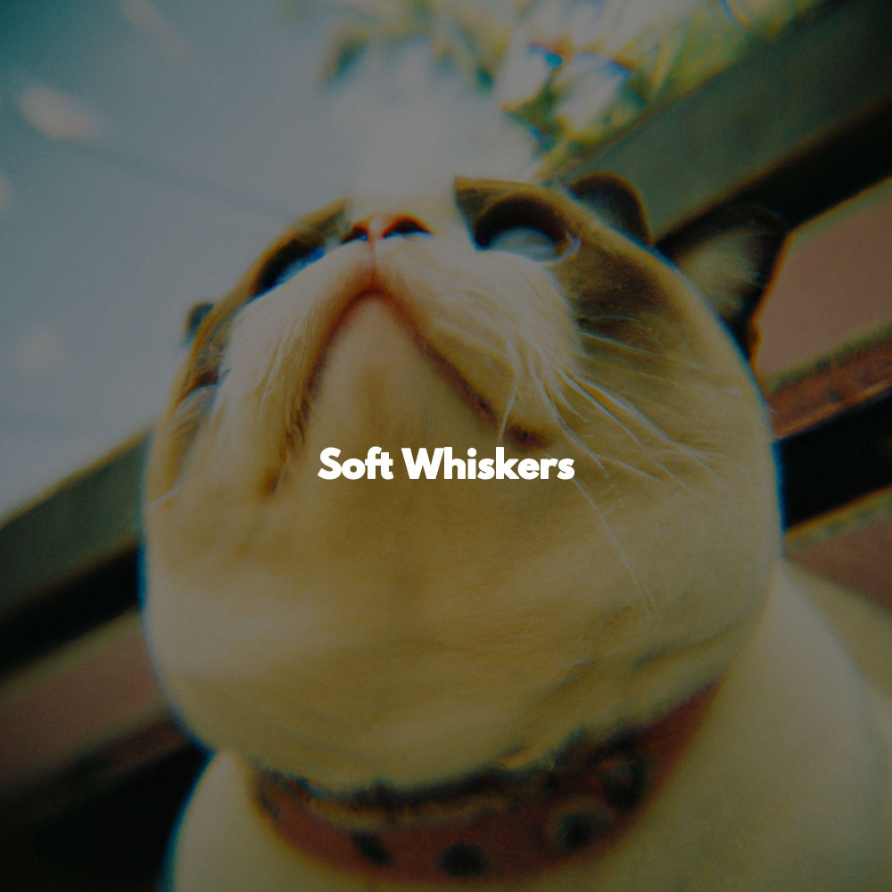 Wellness Days - Ambience