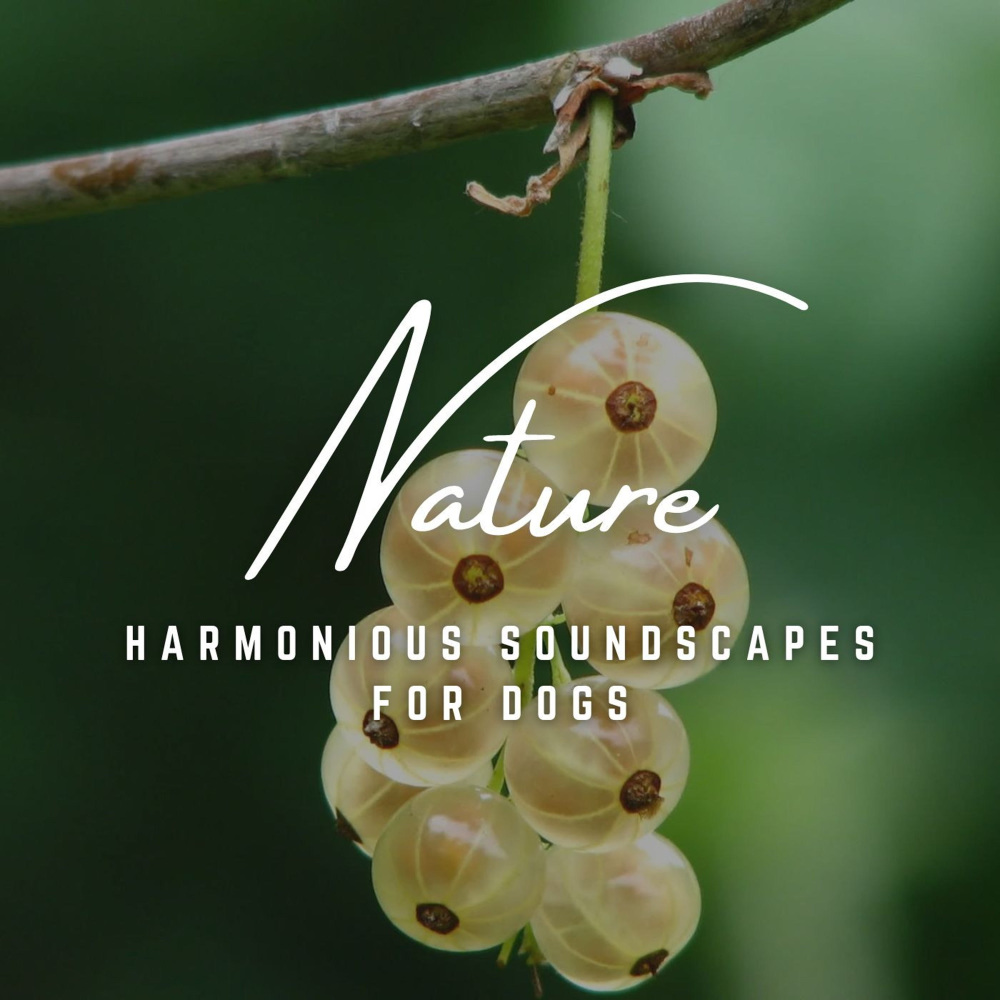 Melodic Bond with Your Dog