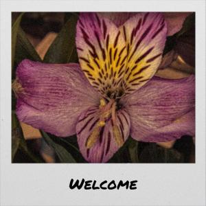 Various的专辑Welcome