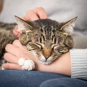 Sendero de Sonidos的專輯Lofi Reconfortante Para El Sueño De Los Gatos