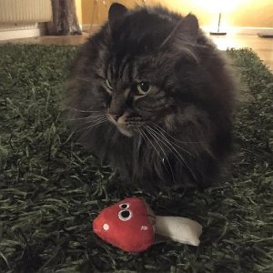 ดาวน์โหลดและฟังเพลง Cat Nip (纯音乐) พร้อมเนื้อเพลงจาก Music For Cats