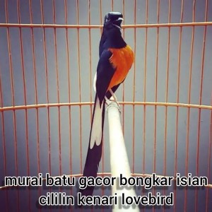 Dengarkan Murai Batu Gacor Bongkar Isian Cililin Kenari Lovebird (Live) lagu dari Master murai 87 dengan lirik
