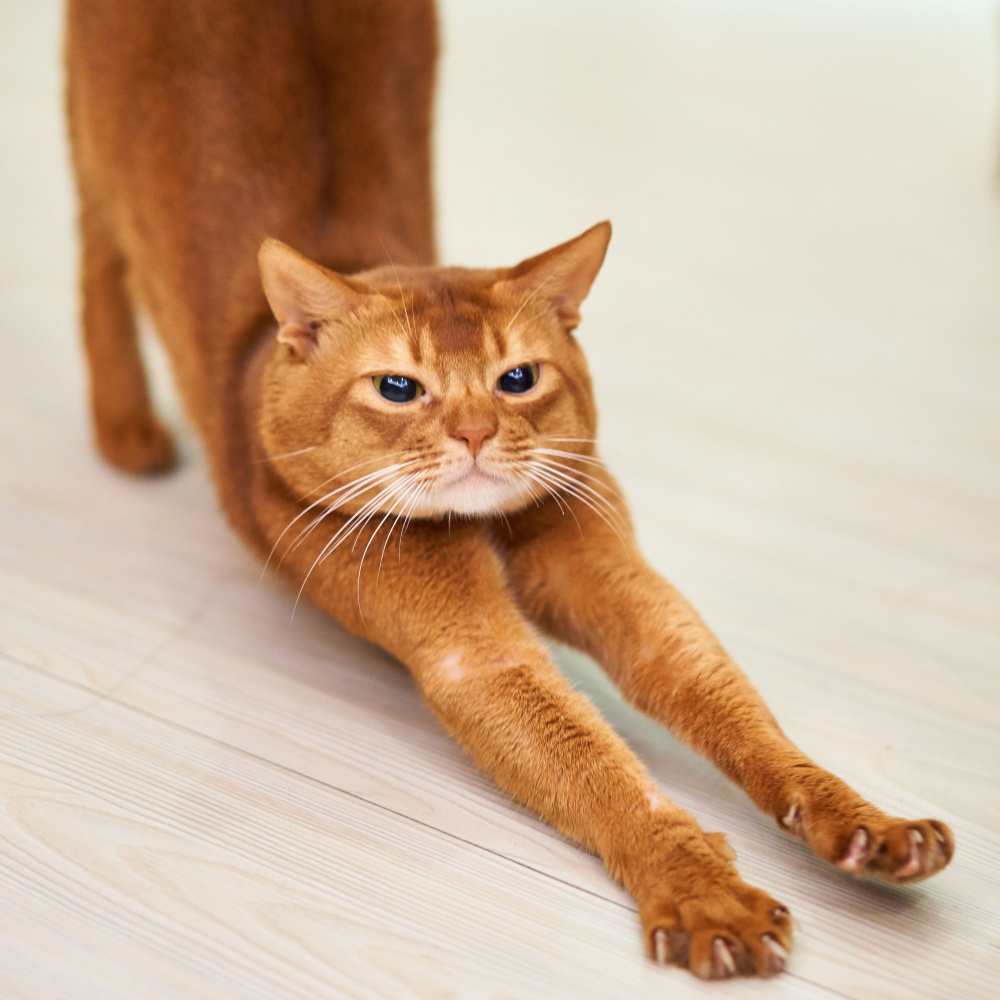 Harmonic Bliss for Cat Energies
