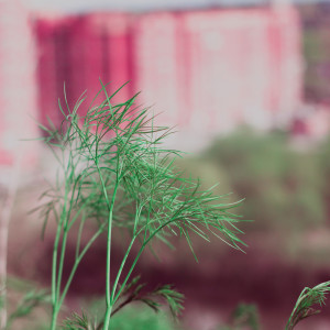 Dengarkan Bonfire lagu dari Nature Sounds Nature Music dengan lirik