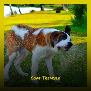 Various的专辑Coat Tremble