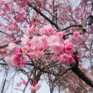 Dengarkan 花見に行こう (feat. 初音ミク) lagu dari MOL dengan lirik