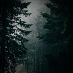 Album Sounds of Rain will Help you Relax and Sleep Better from Rainfall For Sleep