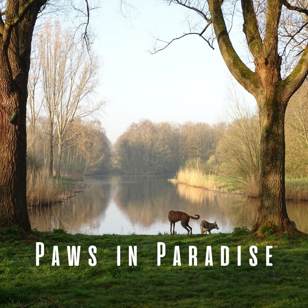 Canine Binaural Bliss