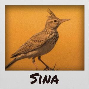 Album Sina from 