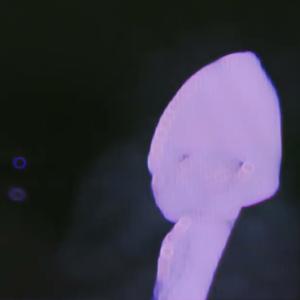 Yours Truly的專輯Blonde Moment (feat. CustodyMusic) [Slowed & Reverb] (Explicit)