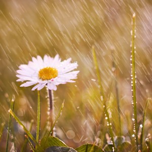 Enchanted Rain Retreat: Theta Waves