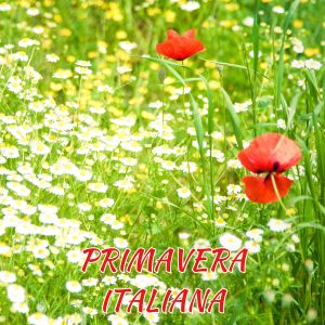 收聽Massimo Luca的Acqua azzurra, acqua chiara (1969 lucio battisti)歌詞歌曲