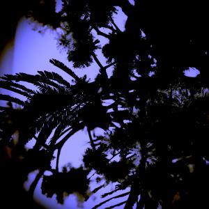 Dengarkan Calei lagu dari Trinaural In Dub dengan lirik