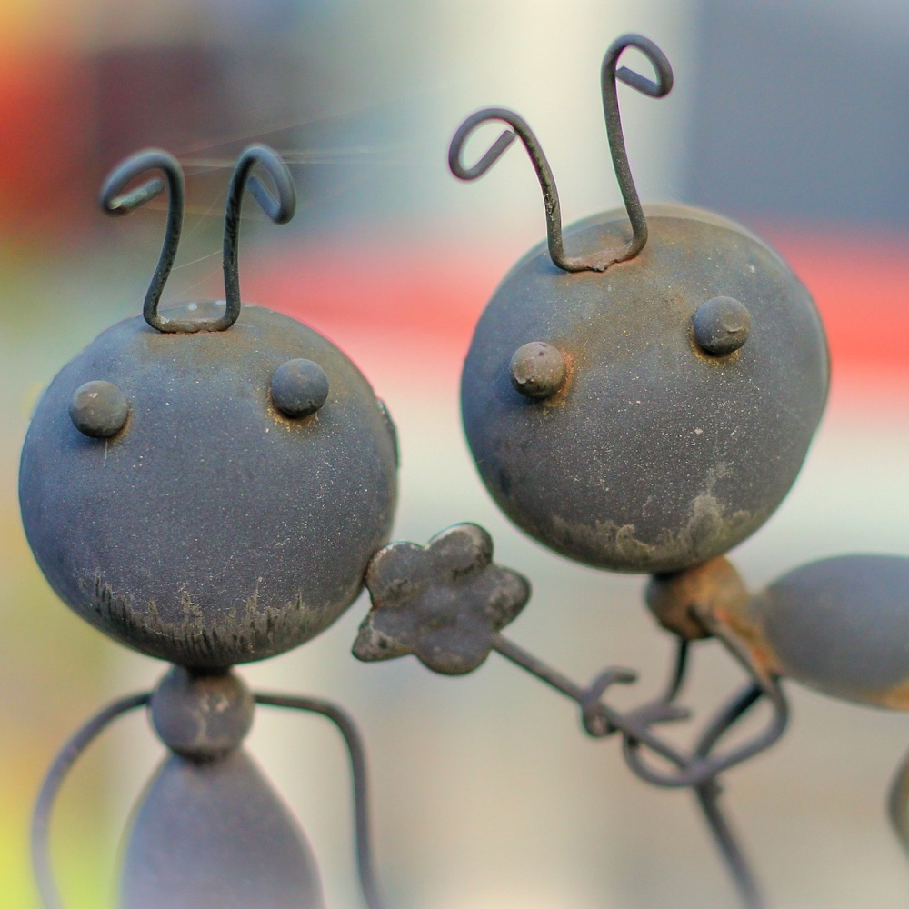 Little ants