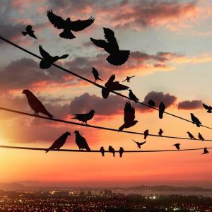 ดาวน์โหลดและฟังเพลง Kırlangıç (feat. Dilek YILDIRMAZ) (Explicit) พร้อมเนื้อเพลงจาก Hüseyin kızılboğa