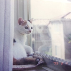 Listen to 子猫のHappy Birthday song with lyrics from Saku