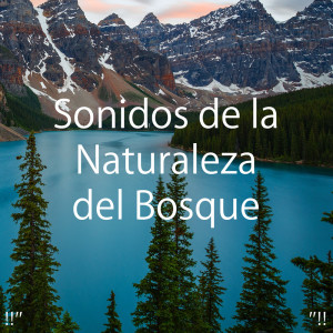 อัลบัม !!" Sonidos de la Naturaleza del Bosque "!! ศิลปิน Nature Sounds Nature Music