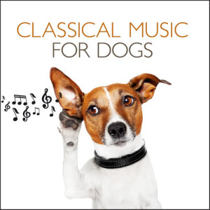 收聽Stuttgarter Kammerorchester的Pachelbel: Canon in D, P. 37歌詞歌曲