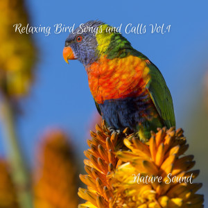Meditation的专辑Nature Sounds: Relaxing Bird Songs and Calls Vol. 1