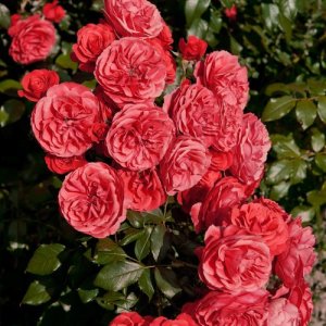 收聽Kent的Vi är inte längre där歌詞歌曲