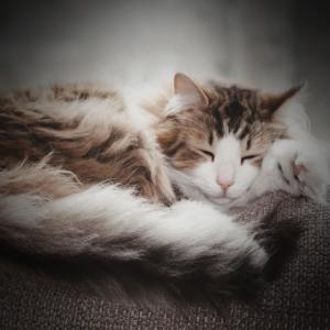 Purring Cat Sound for Instant Relaxation and Stress Relief