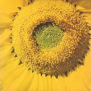 Album Girassol from Marcos Valle