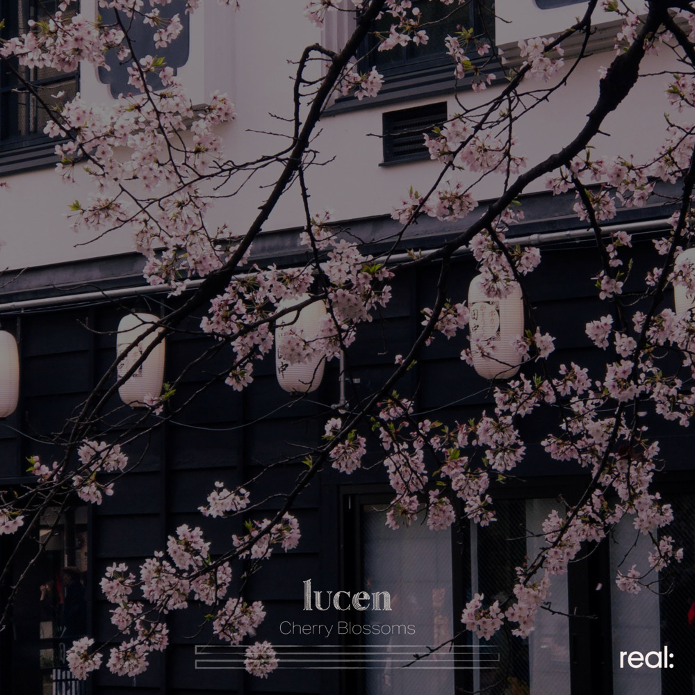 Cherry Blossoms