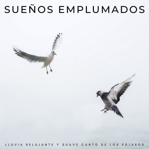 Album Sueños Emplumados: Lluvia Relajante Y Suave Canto De Los Pájaros oleh Pájaros En El Bosque
