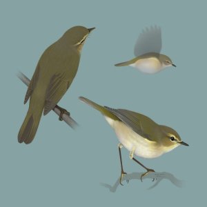 收聽Polskie Ptaki的Bird sounds - Primrose歌詞歌曲