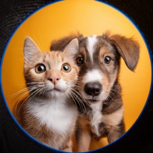 ดาวน์โหลดและฟังเพลง Relajación Para Perros Con Hip Hop Tranquilo พร้อมเนื้อเพลงจาก Lluvia para seres pacíficos