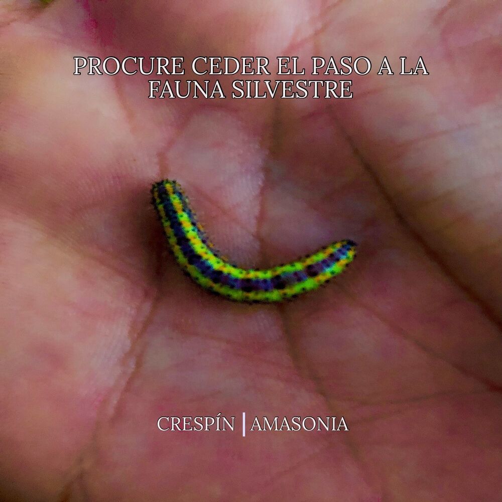 Procure Ceder el Paso a la Fauna Silvestre