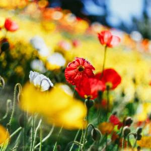 Listen to Pure Imagination song with lyrics from Spa Music Relaxation