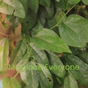 Listen to Misplace Everyone song with lyrics from Maroy Zods