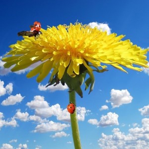 Listen to A Spring Flower Day song with lyrics from YEOM KYEONG CHEOL