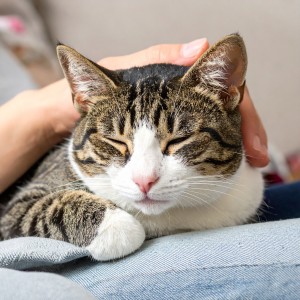 Musicoterapia para gatos的專輯Gatos Acogidos: Melodías Reconfortantes Para Relajarse