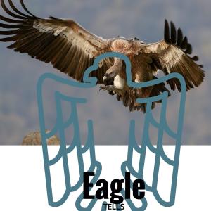 收听Tells的Eagle歌词歌曲